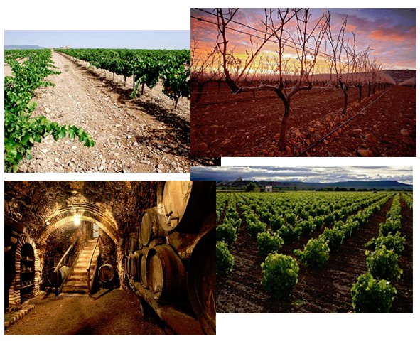 Garnacha, campos, vides y barricas